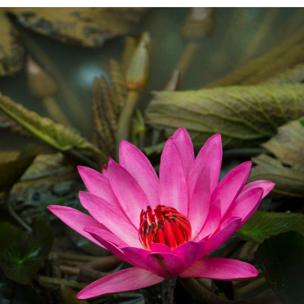 RELEASING PAIN or DISCOMFORT